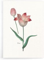 Walljar - Tulipa II - Muurdecoratie - Poster