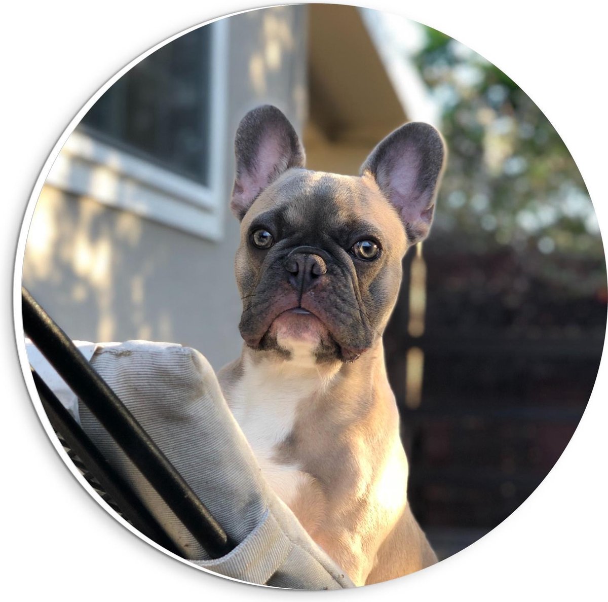 Forex Wandcirkel - Klein Hondje op Tuinstoel  - 20x20cm Foto op Wandcirkel (met ophangsysteem)