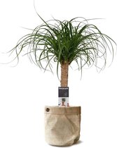 Kamerplant van Botanicly – Olifantenpoot met een jutezak als set – Hoogte: 55 cm – Beaucarnea