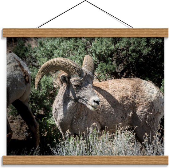 Schoolplaat – Ram in de Natuur - 40x30cm Foto op Textielposter (Wanddecoratie op Schoolplaat)