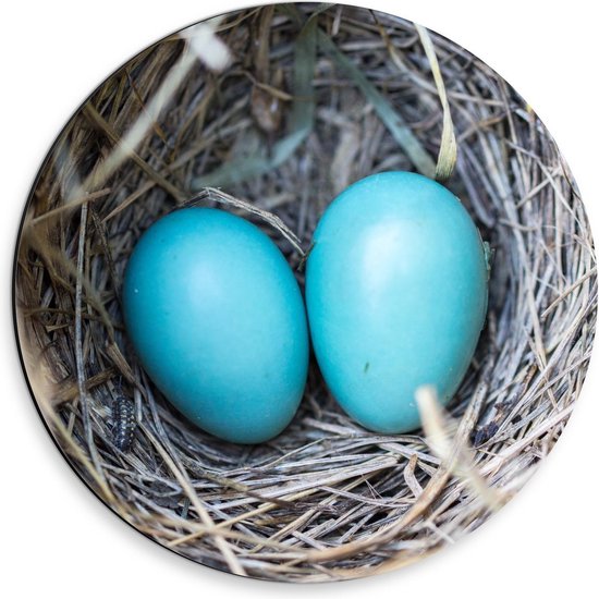 Dibond Wandcirkel - Blauwe Eieren in Nest - 30x30cm Foto op Aluminium Wandcirkel (met ophangsysteem)