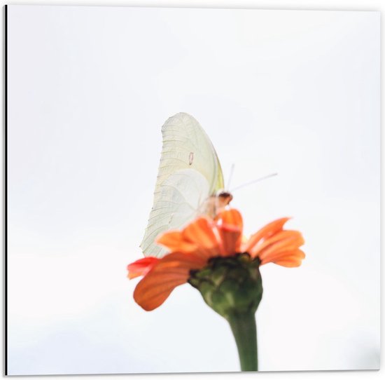 Dibond - Witte Vlinder op Oranje Bloem - 50x50cm Foto op Aluminium (Met Ophangsysteem)