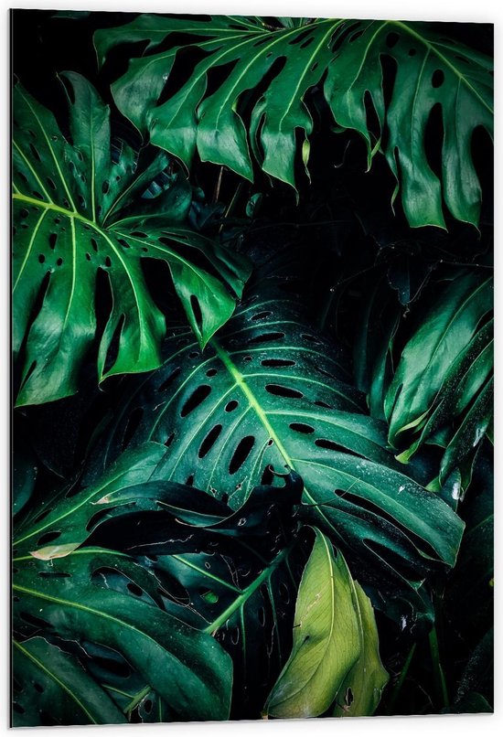 Dibond - Groene Palmbladeren in Donker Bos - 60x90cm Foto op Aluminium (Met Ophangsysteem)