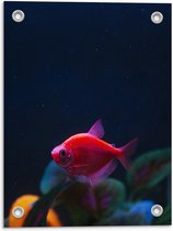 Tuinposter – Rood Visje in Aquarium  - 30x40cm Foto op Tuinposter  (wanddecoratie voor buiten en binnen)