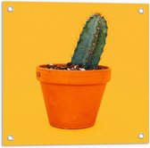 Tuinposter – Cactusplant met Gele Achtergrond in een Potje - 50x50cm Foto op Tuinposter  (wanddecoratie voor buiten en binnen)