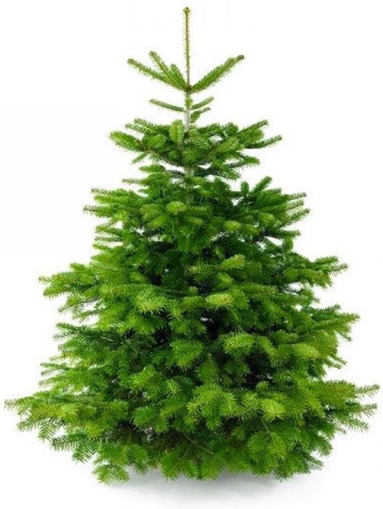 Plant&More - Nordmann Kerstboom XXL 300 cm - PLUS - Zonder Kluit