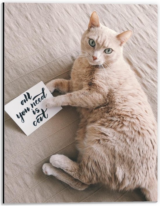 Dibond - Kat met een Briefje 'All You Need Is Cat' - 30x40cm Foto op Aluminium (Met Ophangsysteem)