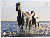 Tuinposter – Galopperende Paarden in het Water - 40x30cm Foto op Tuinposter  (wanddecoratie voor buiten en binnen)