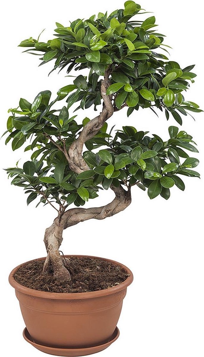 Ficus Gin Seng Bonsai Kamerplant In Kwekerspot Bol Com