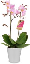 Orchidee van Botanicly – Orchidee incl. sierpot wit als set – Hoogte: 45 cm, 1 tak – Phalaenopsis Multiflora Amaglad