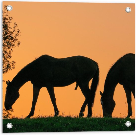 Tuinposter – Silhouet van 2 Grazende Paarden - 50x50cm Foto op Tuinposter  (wanddecoratie voor buiten en binnen)