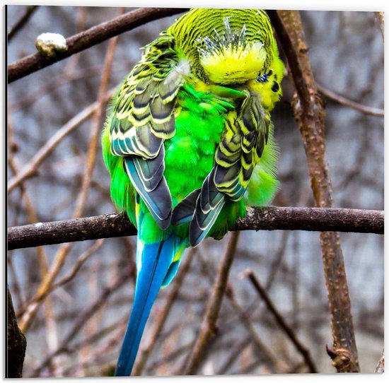 Dibond - Gekleurde Vogel tussen de Takken - 50x50cm Foto op Aluminium (Met Ophangsysteem)