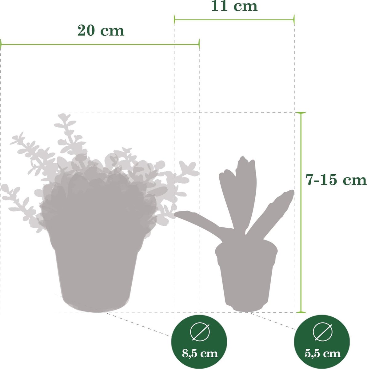 DutchLeafs Vetplanten Mix - 5 Stuks - Kwekerspot 5,5 cm