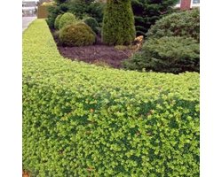 25 x Japanse Hulst - Haagplant Wintergroen - Buxus Vervanger - Ilex crenata 'Dark Green' in 9x9cm pot met hoogte 5-10cm
