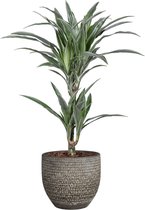 Dracaena Fragrans 'Warneckii'  in Mica sierpot Carrie (donkergrijs) ↨ 65cm - hoge kwaliteit planten