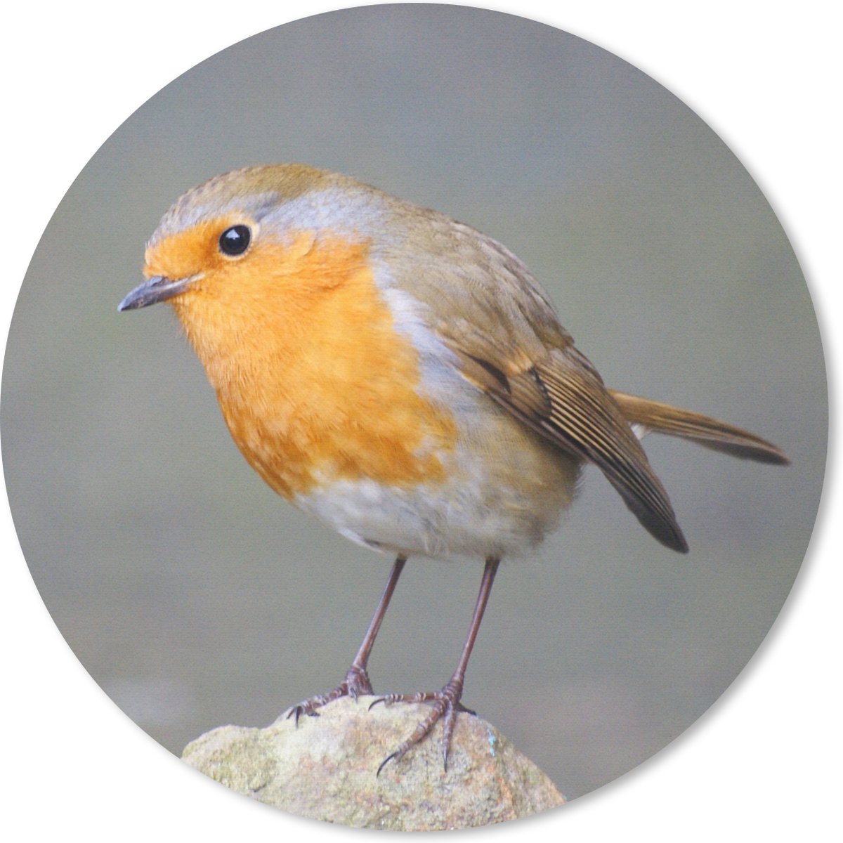 Muismat - Mousepad - Rond - Vogel - Roodborstje - Rots - 40x40 cm - Ronde muismat