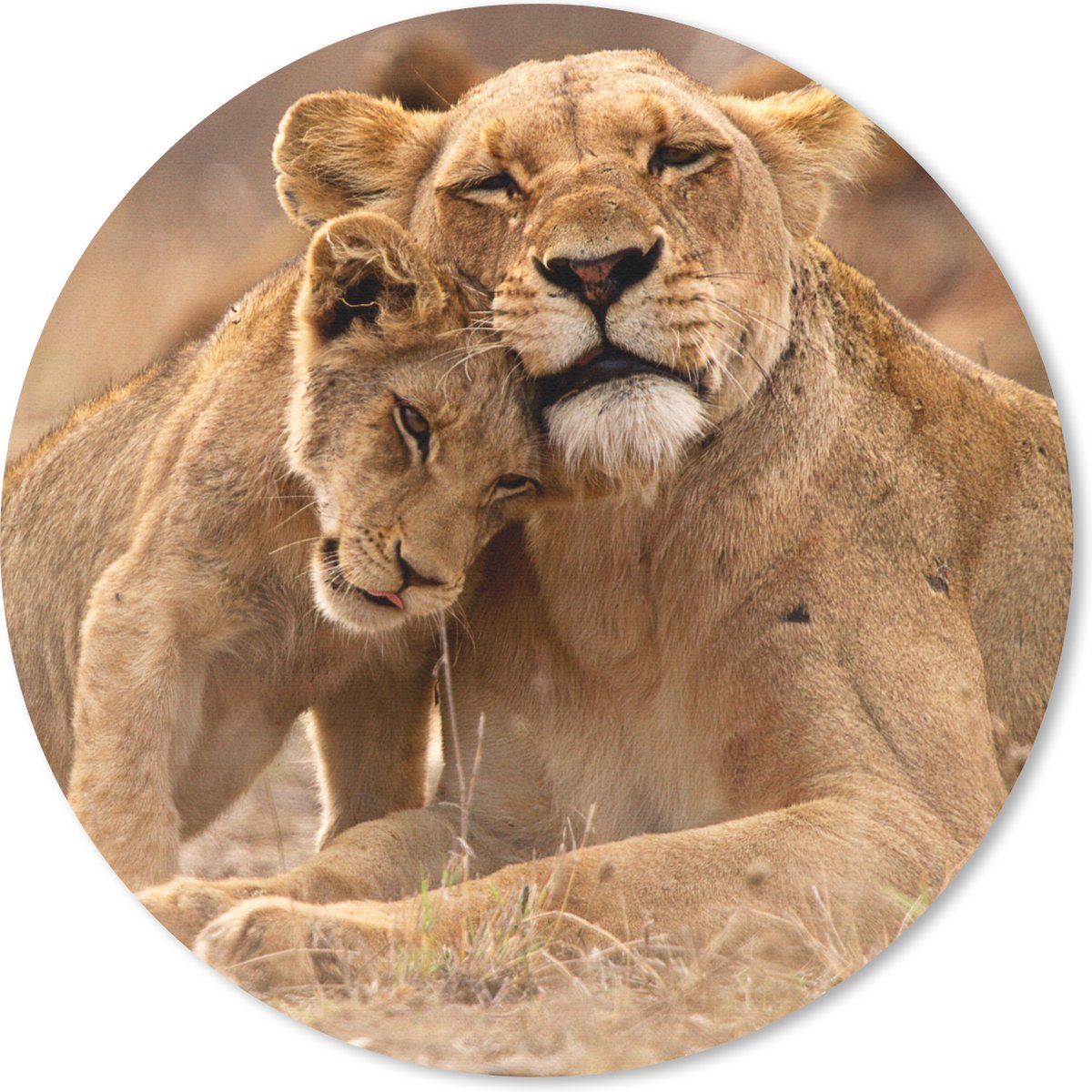 Muismat rond 30x30 cm - Mousepad Leeuw - Wilde dieren - Welp - Ronde muismatten