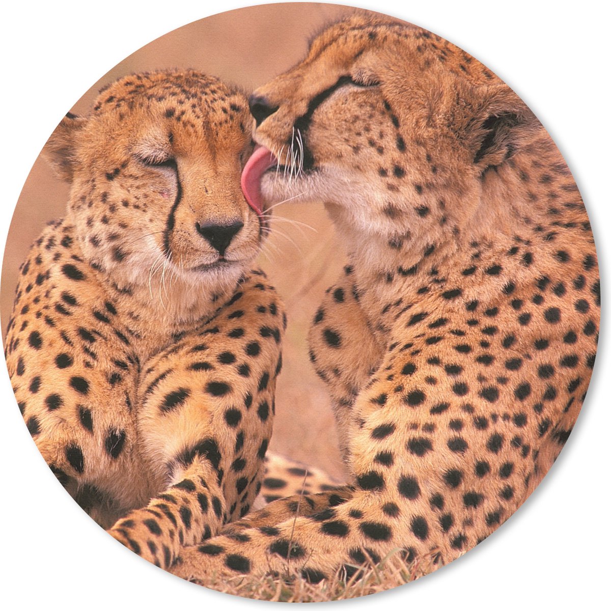 Muismat rond 40x40 cm - Mousepad Baby cheeta's - Ronde muismatten