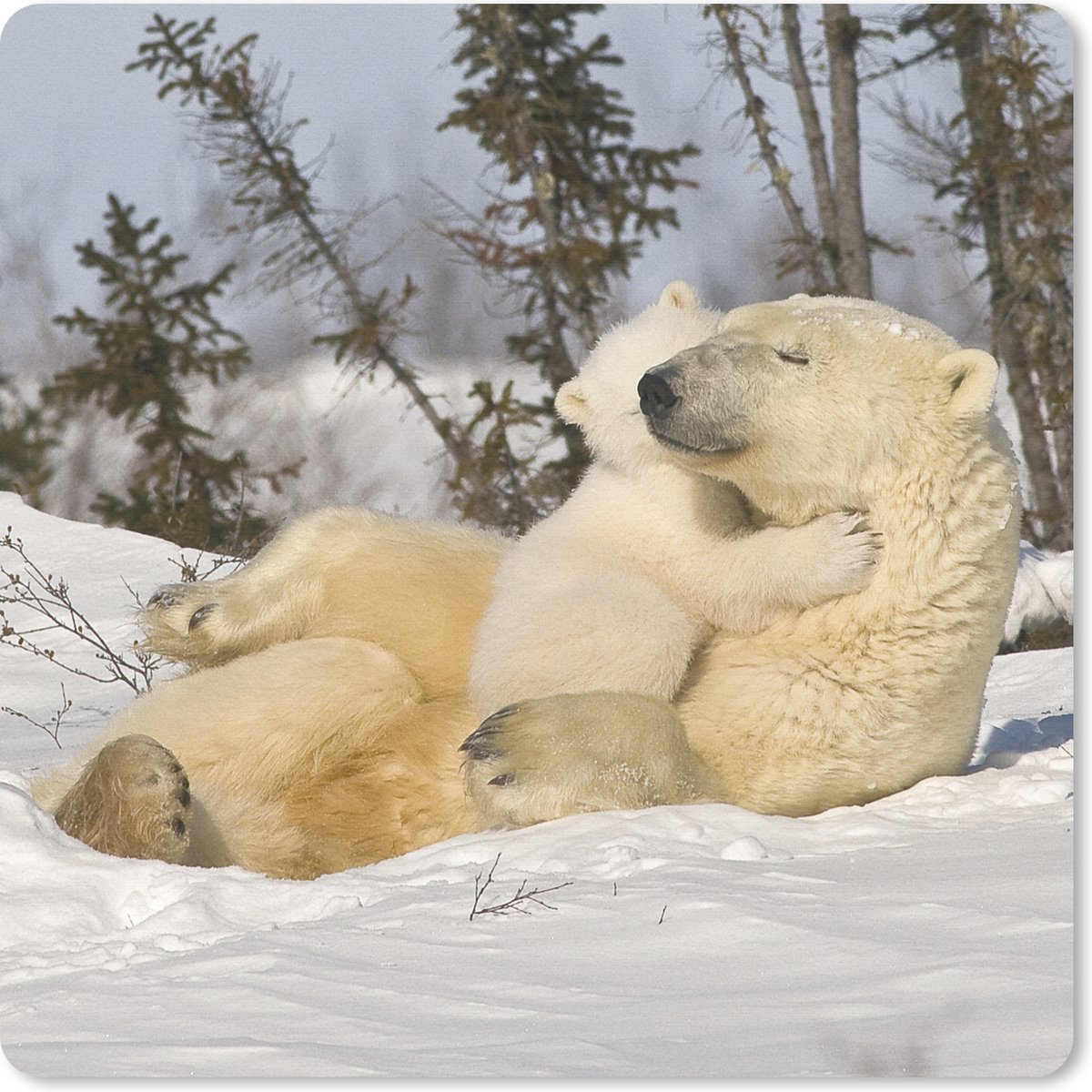 Muismat 30x30 cm - Mousepad IJsbeer - Sneeuw - Den - Jong - Muismatten