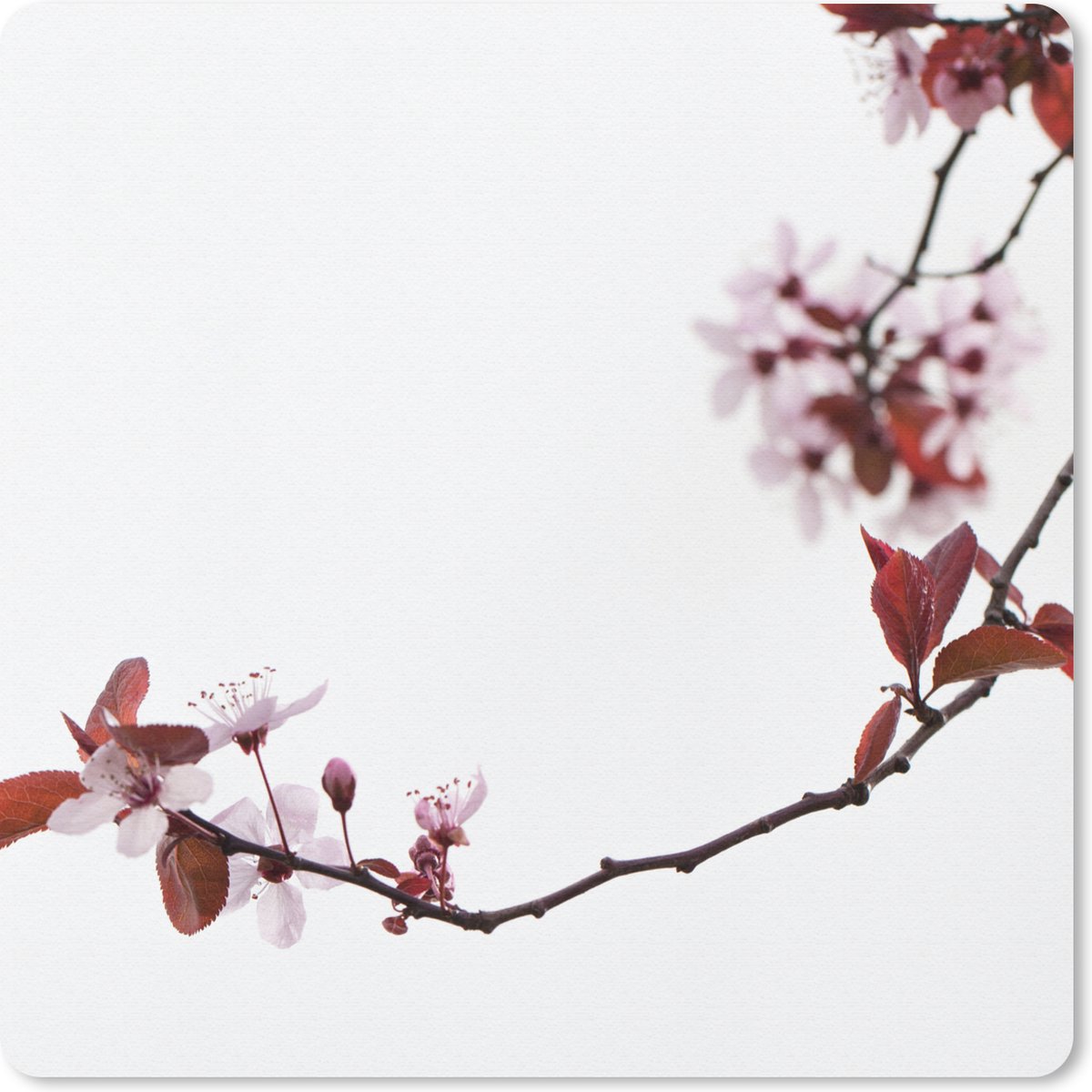 Muismat 20x20 cm - Mousepad Bloemen - Bloesem - Kersenboom - Muismatten