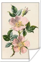 Poster Bloemen - Hondsroos - Vintage - 40x60 cm