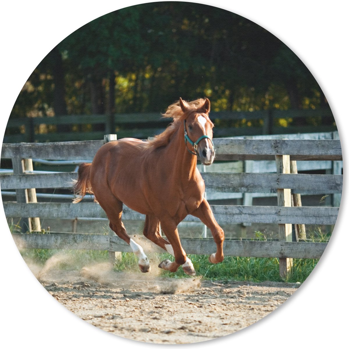 Muismat rond 50x50 cm - Mousepad Paard - Licht - Zand - Ronde muismatten