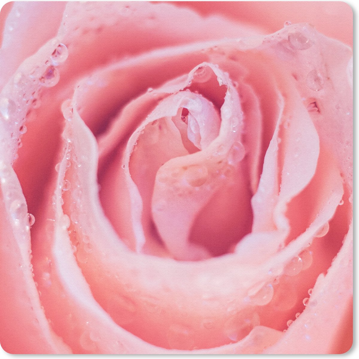 Muismat 30x30 cm - Mousepad Ochtenddauw op de bloembladen van roze roos - Muismatten