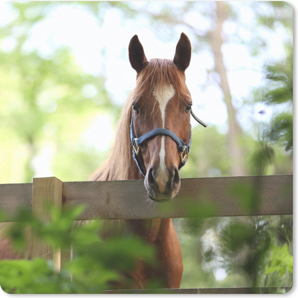 Muismat 20x20 cm - Mousepad Paard - Natuur - Hek - Muismatten
