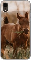 Coque iPhone XR - Cheval - Soleil - Herbe - Siliconen