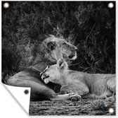 Poster Jardin Lions - Zwart - Animaux sauvages - 200x200 cm - Toile jardin - Poster extérieur