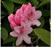 Rhododendron (t) 'Albert Schweitzer' 40-50 RHODODENDRON