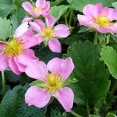 6x Fragaria 'Pink Panda' (= ‘Frel’) - Sieraardbei - Pot 9x9 cm