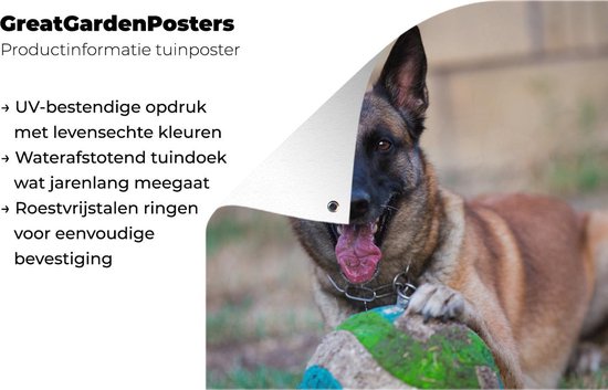 Tuinposter 50x50 cm - Tuindecoratie Mechelse herder die de bal met haar poot beet houdt - Poster voor in de tuin - Buiten decoratie - Schutting tuinschilderij - Tuindoek muurdecoratie - Wanddecoratie balkondoek