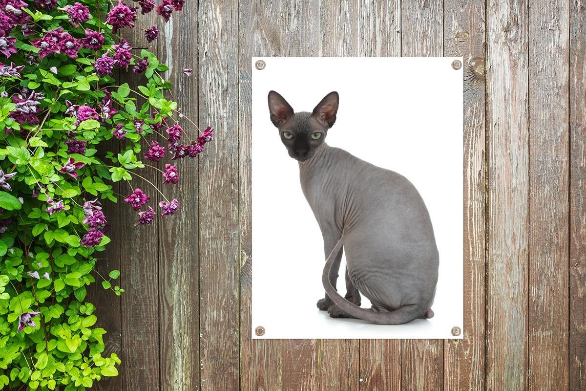 Affiche De Jardin Chat Sphynx Gris Sur Fond Blanc 60x80 Cm Toile De Jardin Toile Bol Com
