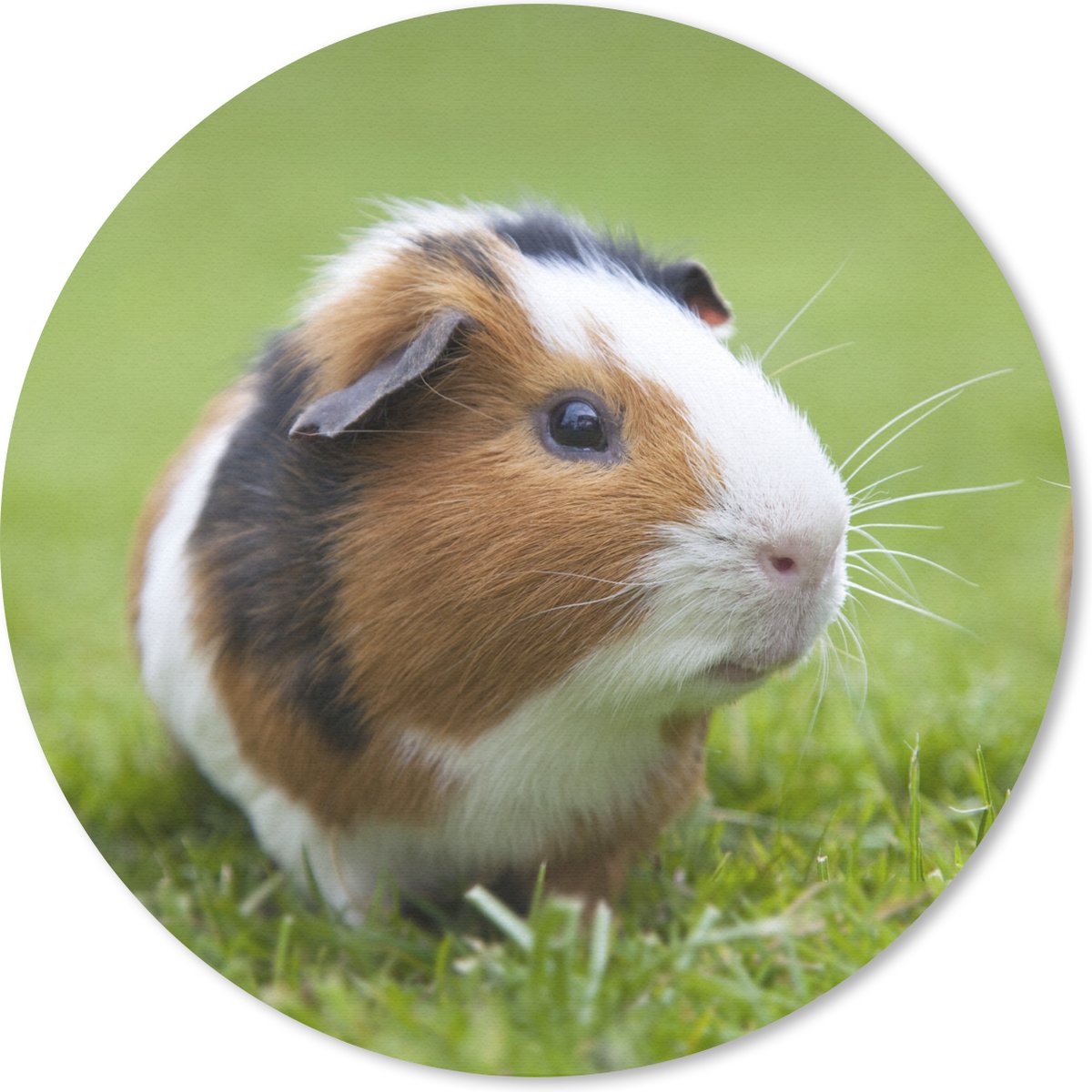 Muismat rond 20x20 cm - Mousepad Twee cavia's - Ronde muismatten