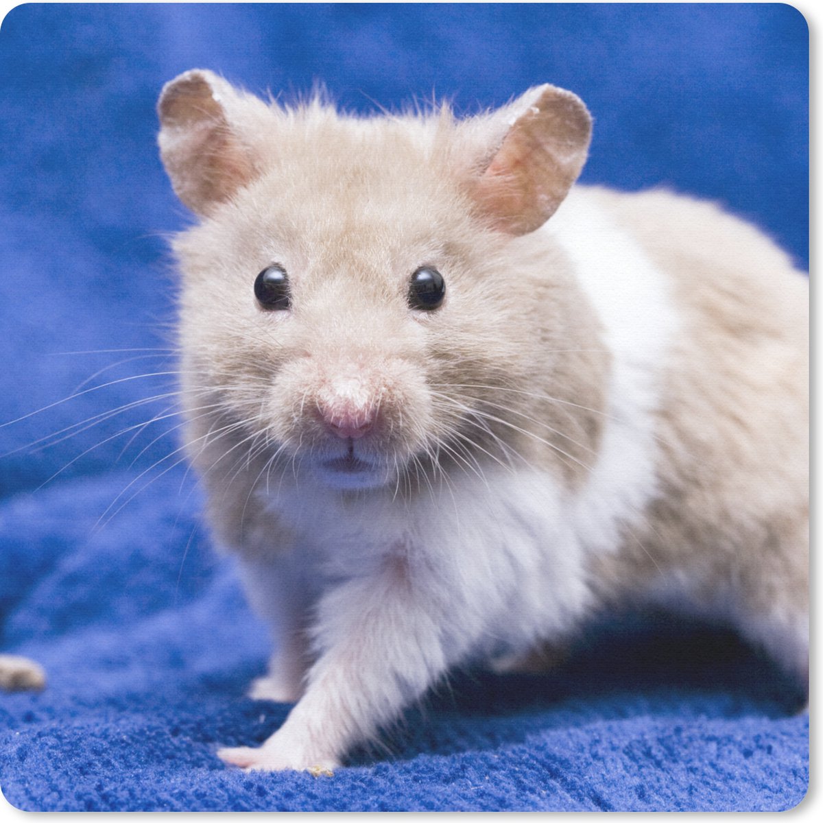 Muismat 30x30 cm - Mousepad Syrische hamster - Muismatten