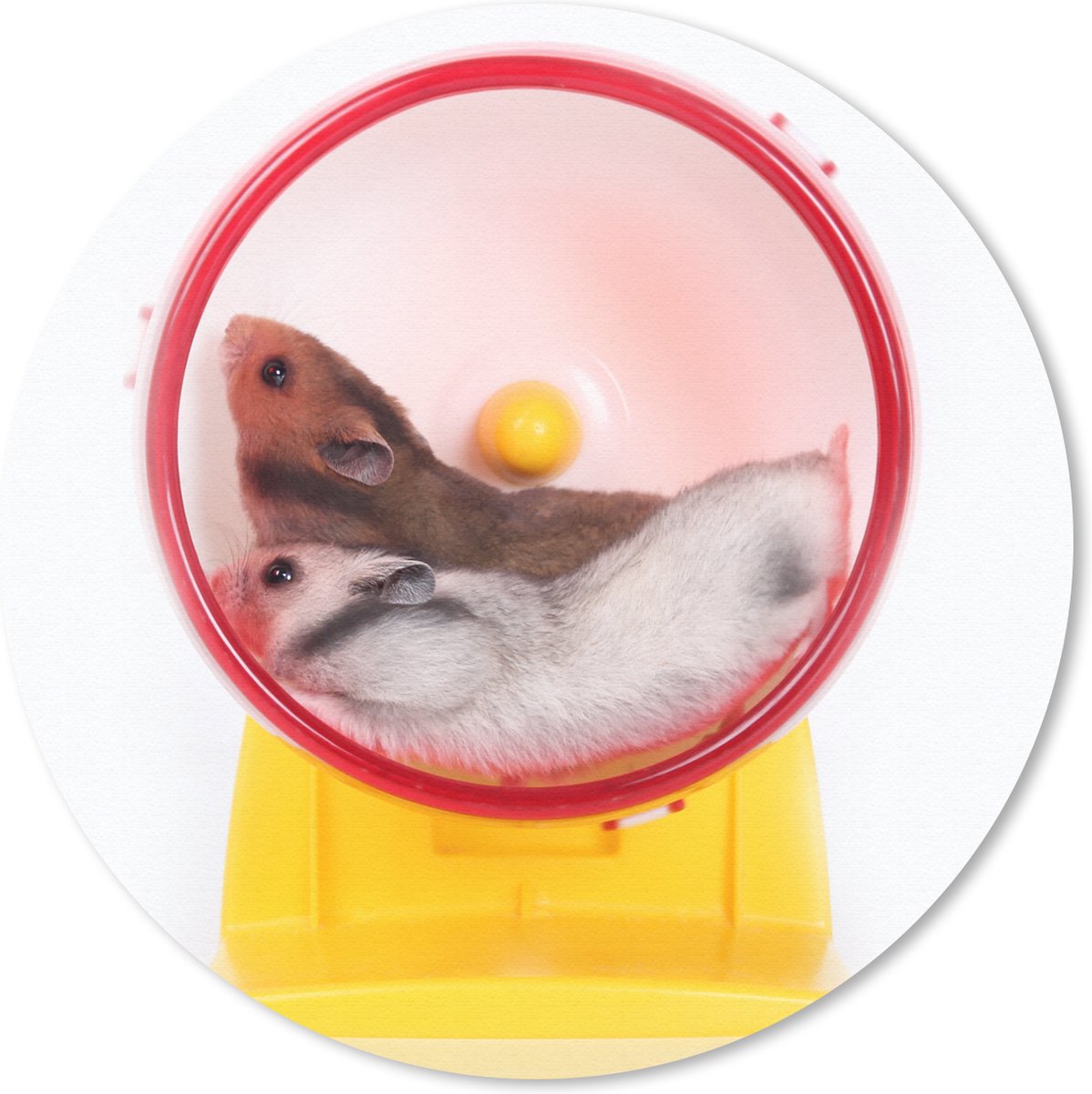 Muismat rond 50x50 cm - Mousepad Hamsters in een wiel - Ronde muismatten
