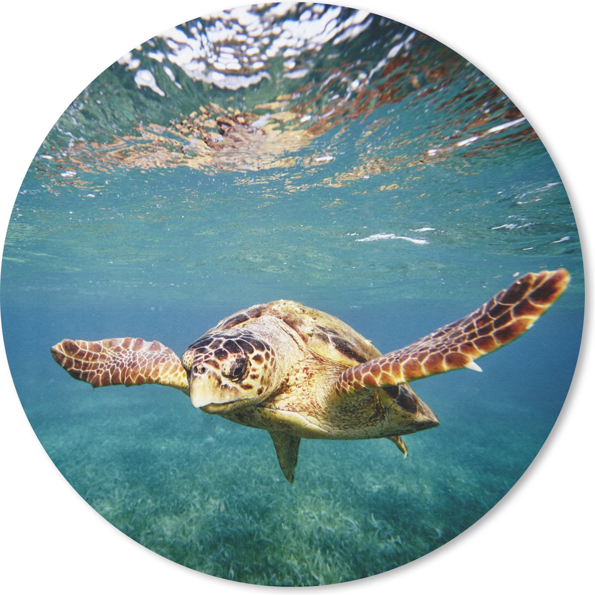 Muismat rond 30x30 cm - Mousepad Schildpad - Water - Blauw - Ronde muismatten