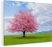 Artaza Glasschilderij - Roze Sakura Bloesem Boom In Het Groene Veld - 120x90 - Groot - Plexiglas Schilderij - Foto op Glas