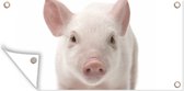 Poster de jardin Cochon - Animaux - Wit - 80x40 cm - Décoration murale Extérieur - Poster de jardin - Toile jardin - Poster clôture - Tableau jardin