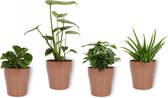 Set van 4 Kamerplanten - Aloe Vera & Coffea Arabica & Monstera Deliciosa & Peperomia Green Gold - ± 25cm hoog - 12cm diameter - in koperen metallic look pot