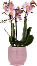 Kolibri Orchids | Roze Phalaenopsis orchidee – Andorra + Happy Face sierpot pink – potmaat Ø9cm – 40cm hoog | bloeiende kamerplant in bloempot - vers van de kweker
