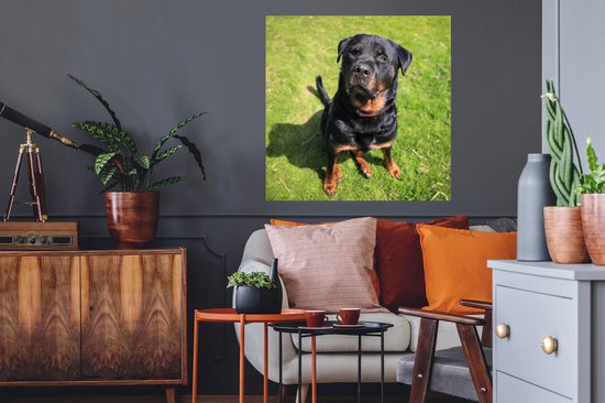 Stickers muraux - Film autocollant - Rottweiler regardant son propriétaire - 80x80 cm - Film adhésif - Stickers muraux Chambre d'enfant - Papier peint autocollant - Papier peint autocollant - Film autocollant
