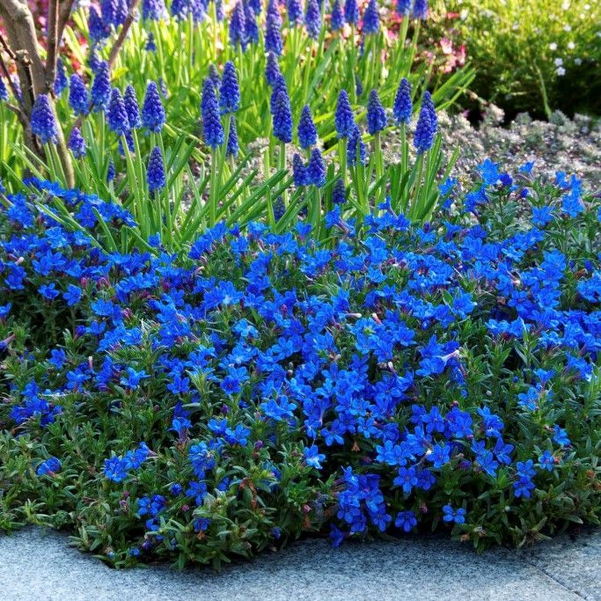 50 x Parelkruid Blauw - Winterharde Vaste Plant - Lithodora (Glandora) diffusa 'Heavenly Blue' in 9x9cm pot met hoogte 5-10cm