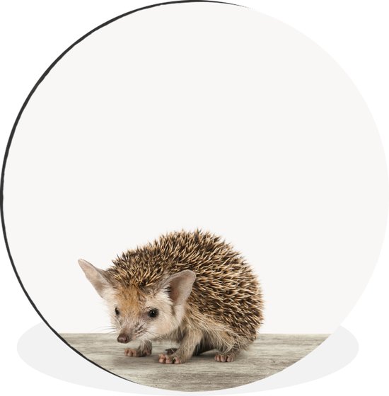 WallCircle - Wandcirkel - Muurcirkel - Dieren - Egel - Baby - Aluminium - Dibond - ⌀ 90 cm - Binnen en Buiten