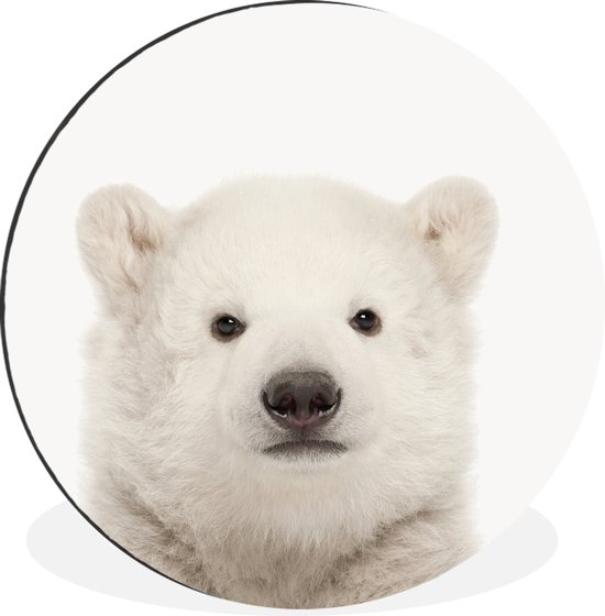 WallCircle - Cercle Mural - Cercle Mural - Animaux - Ours Polaire - Wit - Aluminium - Dibond - 140x140 cm - Intérieur et Extérieur
