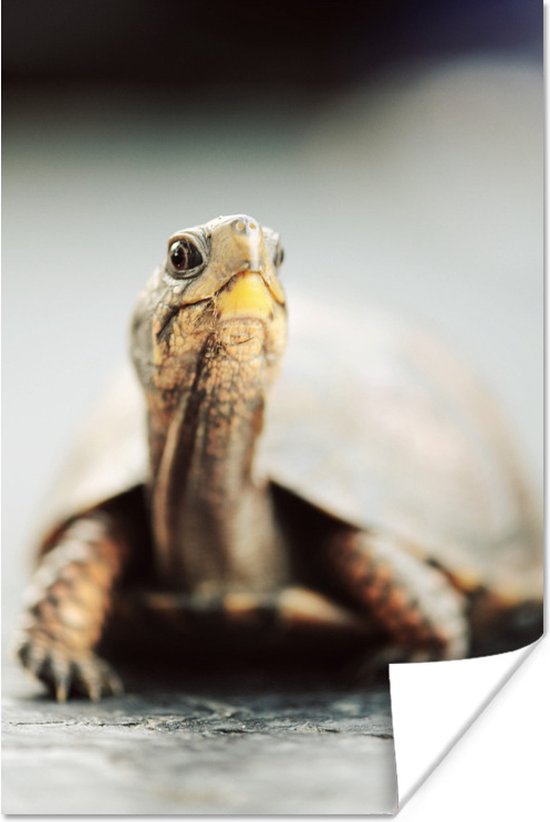 Poster Gros plan d'une petite tortue sur terre - 120x180 cm XXL - Décorations de Noël - Décoration de Noël pour intérieur - Noël