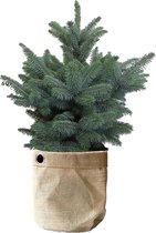 Hellogreen Kamerplant - Echte Kleine Kerstboom - Blauwspar - 50 cm - Sizo bag Natural Metaal