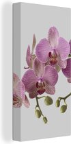 Canvas Schilderij Orchideeën op grijze achtergrond - 20x40 cm - Wanddecoratie