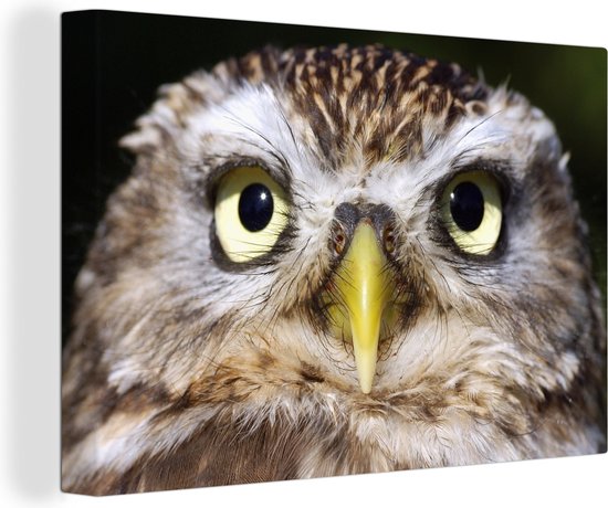 Tableau sur toile Gros plan d'un hibou marron - 120x80 cm - Décoration murale